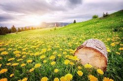 楚臣(风雨大宋)